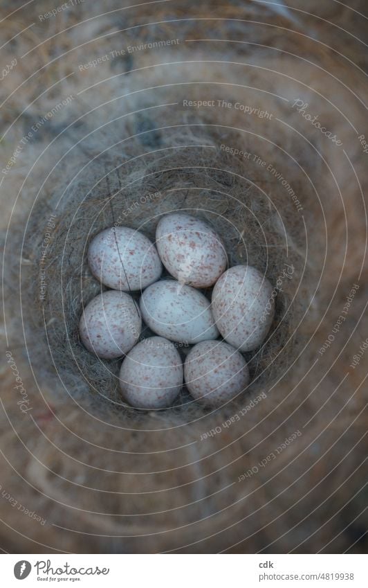 Vogelnest mit 7 Eiern | Kohlmeisengelege Vogeleier Nest Gelege 7 Stück gesprenkelte Vogeleier Nahaufnahme Frühling weiß rosa klein zart echt Natur