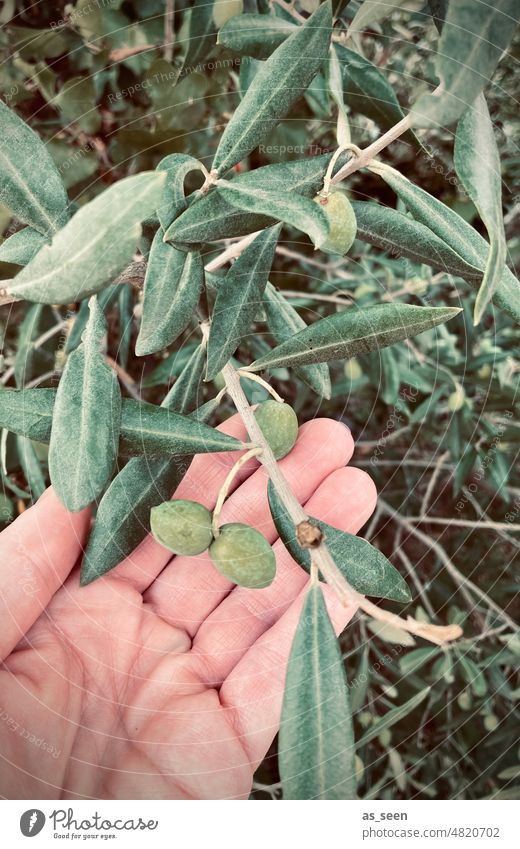 Olivenernte grün Olivenbaum Olivenblatt Hand prüfen ernten Außenaufnahme Farbfoto Natur Baum Pflanze Olivenhain Tag Gedeckte Farben Olivenöl mediterran