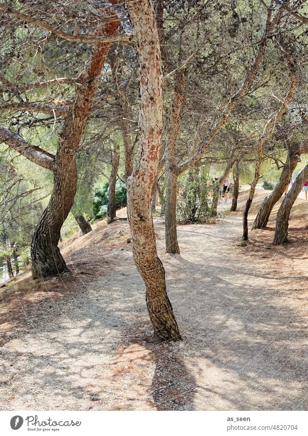 Olivenbäume alt schief Sommer grün braun trocken Weg Calanques Cassis Natur Außenaufnahme Farbfoto Tag Menschenleer Pflanze Umwelt Landschaft Sonnenlicht Wärme