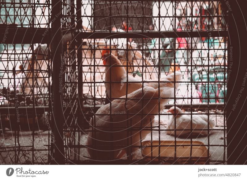 Hühner müssen hinter Gitter Haushuhn Hahn Nutztier Tierhaltung Käfig Vogel Tiergruppe Federvieh Umwelt Silhouette authentisch Mombasa Kenia Markt Angebot