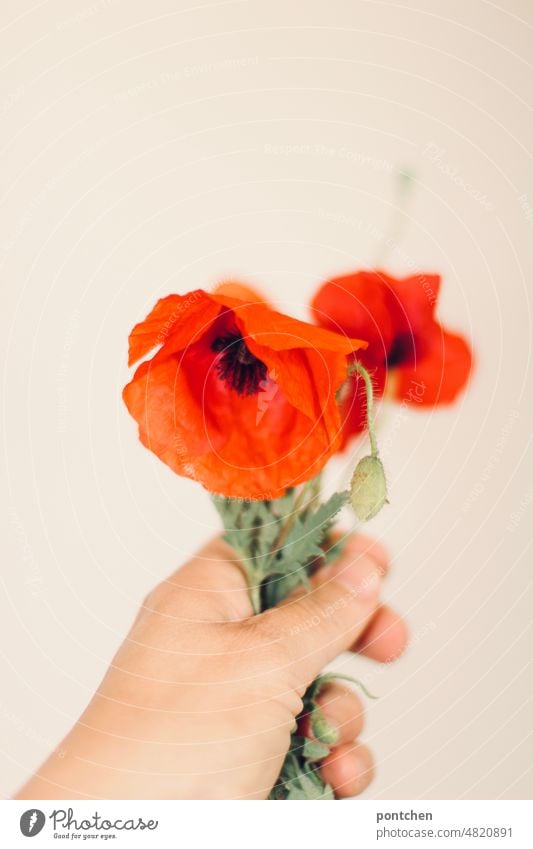 Eine Hand hält einen kleinen Strauß mohnblumen vor weißem Hintergrund Blumen blumenstrauß hand halten präsentieren fragil pflanze natur fürsorge Rot grün Blüte