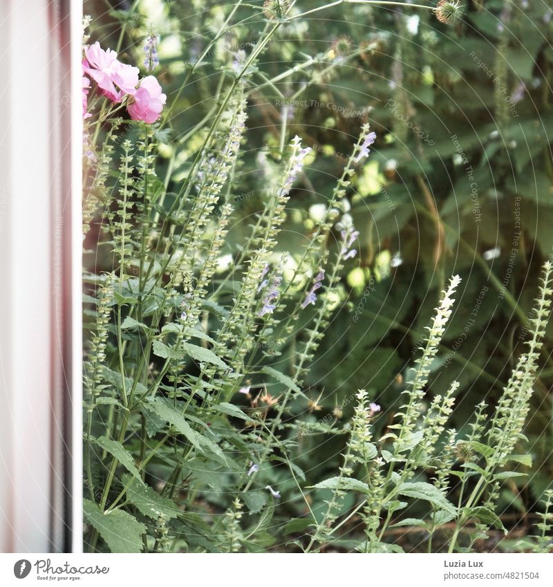 Blick aus dem Fenster in den Garten: viel Grün und zarte rote Heckenrosen Ausblick Frühling Frühsommer schön grün hell sonnig rosa Lavendel Natur Blüte Blume
