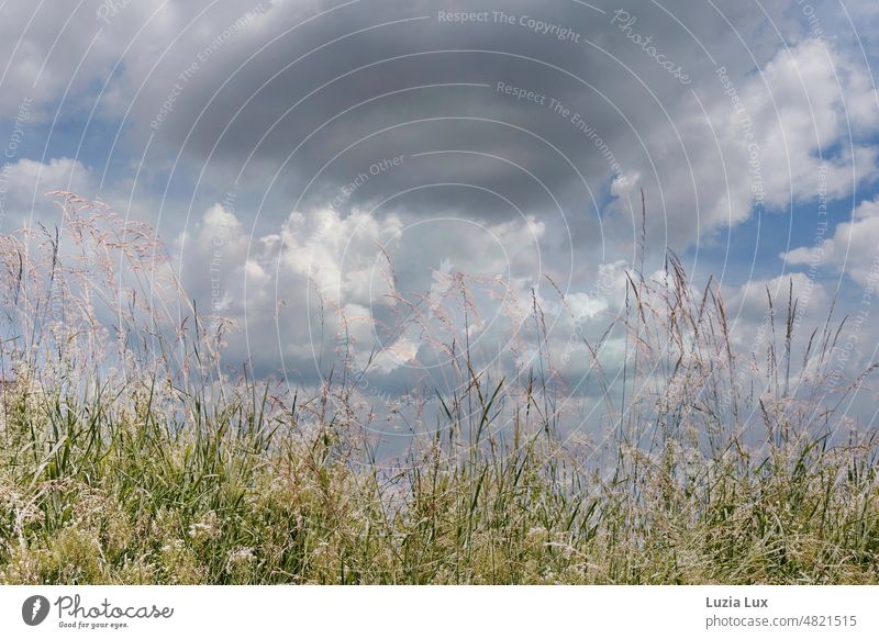 über der Wiese zieht ein Sommergewitter auf Halme Gras grün Himmel Wolken blau stürmisch Frühling Feld graublau Gewitter dramatisch Landschaft