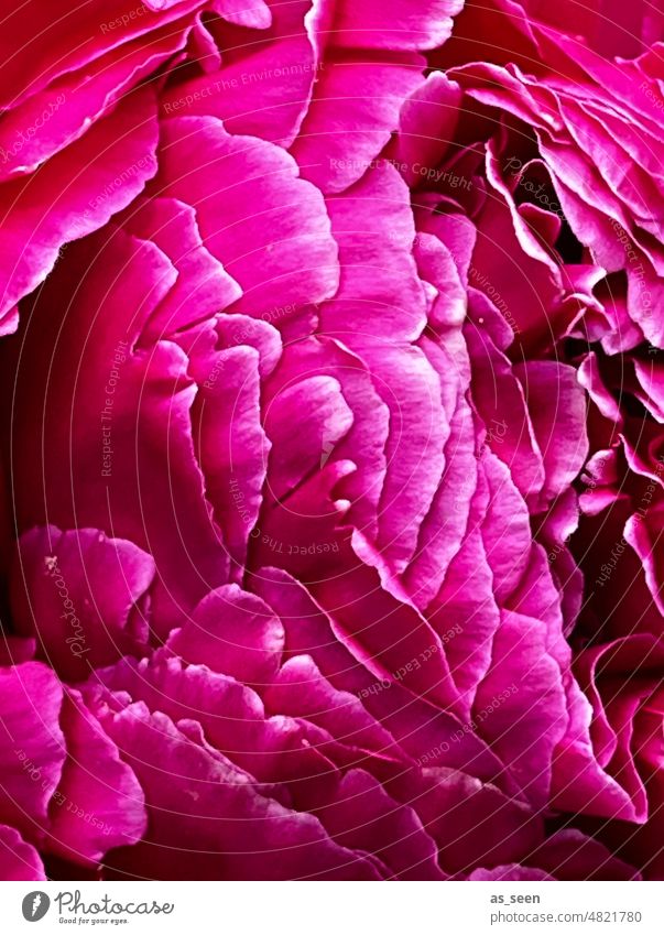 Pretty in pink Pfingstrose Blüte Blume rosa schön Farbfoto Blühend Nahaufnahme Frühling Garten natürlich Blütenblatt Außenaufnahme ästhetisch Makroaufnahme