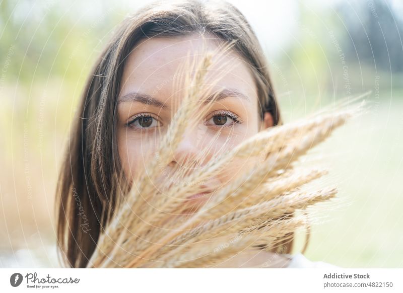 Ruhiges Weibchen, das durch ein Bündel von Ährchen in der Natur in die Kamera schaut Frau Spikelet Weizen Windstille Porträt Landschaft feminin Pflanze Haufen