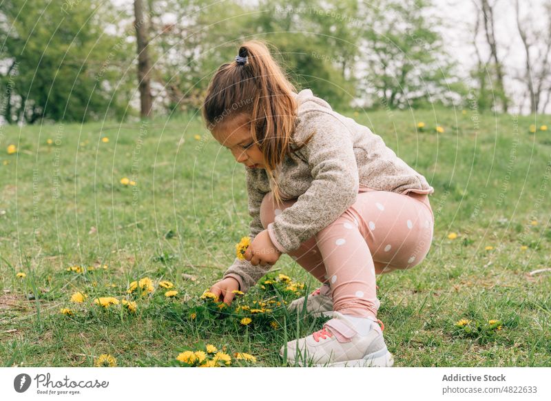 Entzückendes Kind pflückt Löwenzahn auf einer Wiese im Park pflücken neugierig bezaubernd Natur Blume Mädchen Kindheit abholen Flora grasbewachsen lässig blond