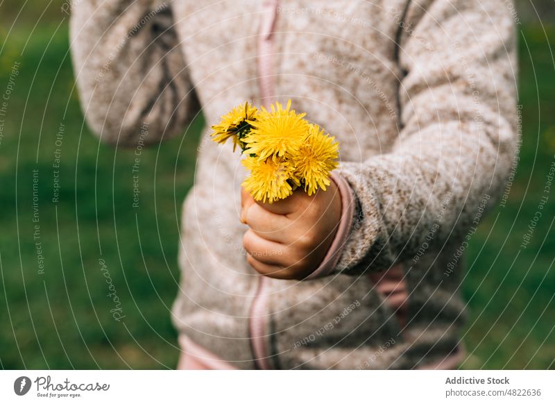 Crop anonyme Kind zeigt gelben Löwenzahn in der Natur Taraxacum Blume Rasen Wiese manifestieren frisch Kindheit grasbewachsen zeigen Jacke Landschaft idyllisch