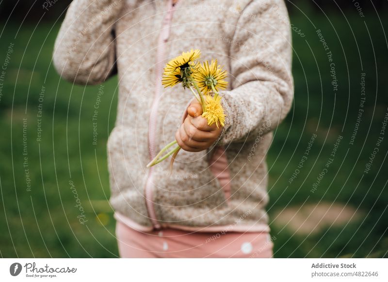 Crop anonyme Kind zeigt gelben Löwenzahn in der Natur Taraxacum Blume Rasen Wiese manifestieren frisch Kindheit grasbewachsen zeigen Jacke Landschaft idyllisch