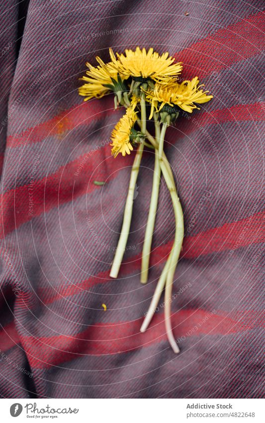 Zarte gelbe Pusteblumen auf Plaid in der Natur Löwenzahn Taraxacum Blume frisch pflücken Haufen geblümt Pflanze Decke Angebot Blütezeit idyllisch Saison