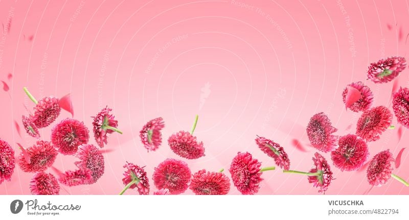 Floraler Hintergrund mit fliegenden, fallenden rosa Blumen und Blütenblättern vor blassrosa Hintergrund. geblümt Roséwein Vorderansicht Borte Textfreiraum