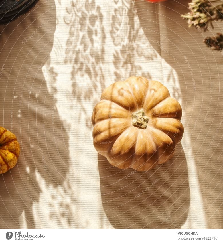 Kürbis mit Sonnenlicht und Schatten auf Küchentisch mit beigem Tischtuch Tischwäsche saisonbedingt Herbst Gemüse Draufsicht Hintergrund gemütlich Lebensmittel