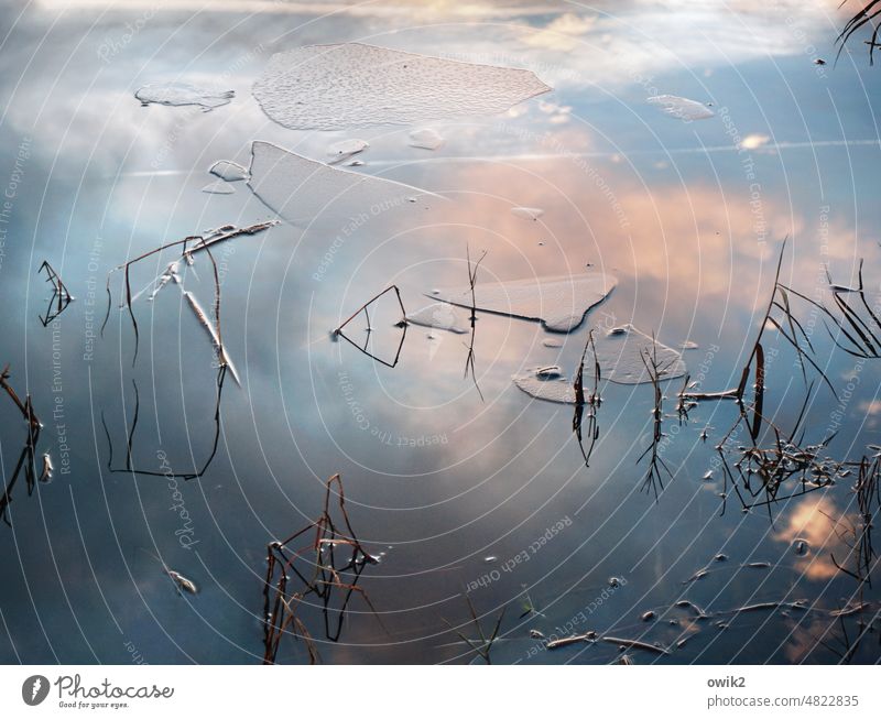 Mathematisches Seebild Halme Zweige Wasserspiegelung natürlich ruhend meditativ Himmel ruhige Stimmung stimmungsvoll Schönes Wetter glänzend reduziert Seeufer