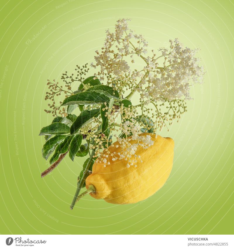 Holunderblütenzweig mit fliegender Zitrone auf grünem Hintergrund. Ast saisonbedingt Zutaten Gesundheit geschmackvoll Sirup Getränke Vorderansicht gelb Blatt