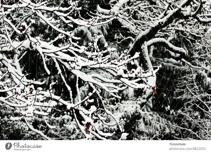 Schön kaltes Geäst Winter Schnee Baum Äste Sträucher Kontrast Farbfoto hell dunkel Linien Formen Natur Außenaufnahme Zweige u. Äste Menschenleer Frost Wald weiß