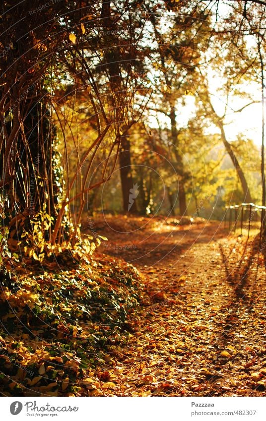 Laubsaugerfreie Idylle Erholung ruhig Garten Herbst Pflanze Park braun gelb gold Blatt goldener Herbst Farbfoto Außenaufnahme Menschenleer Gegenlicht