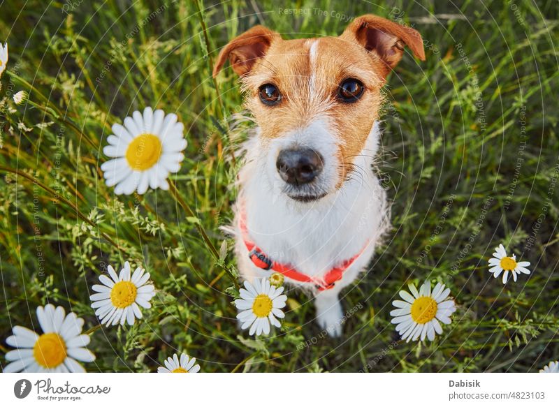 Niedlicher Hund Porträt auf Sommerwiese mit grünem Gras Haustier Frühling Blume Garten Glück Feld Person bezaubernd Rasen niedlich gut Landschaft Wiese Natur