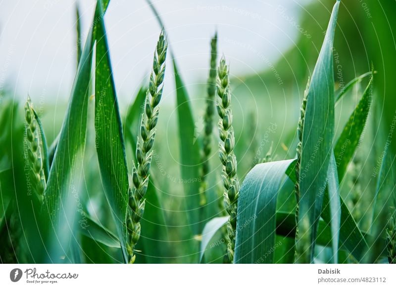 Grünes Feld mit Weizenähre Ernte Krise Lebensmittel Welt Hunger hungrig Landwirtschaft roh grün Welthunger steigender Preis Nahrungsmittelkrise Ackerbau