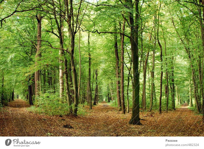 Im Herbst verlaufen Ausflug wandern Natur Pflanze Park Wald Verkehrswege Wegkreuzung außergewöhnlich Entscheidung möglich gleich Ausweg Schmiererei Farbfoto