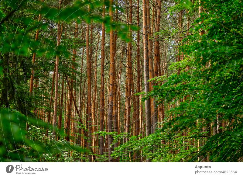 Blick durch einen herzförmigen Rahmen aus grün belaubten Bäumen auf hohe rotbraune Nadelwaldstämme Laub Wald Romantik romantisch Fichten Kiefern stimmungsvoll