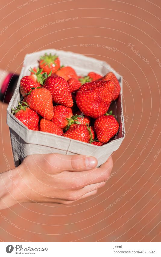 Lecker Erdbeeren Schalen & Schüsseln Frucht rot Lebensmittel frisch süß lecker Ernährung saftig Ernte Vitamin Bioprodukte Vegetarische Ernährung Sommer Hand