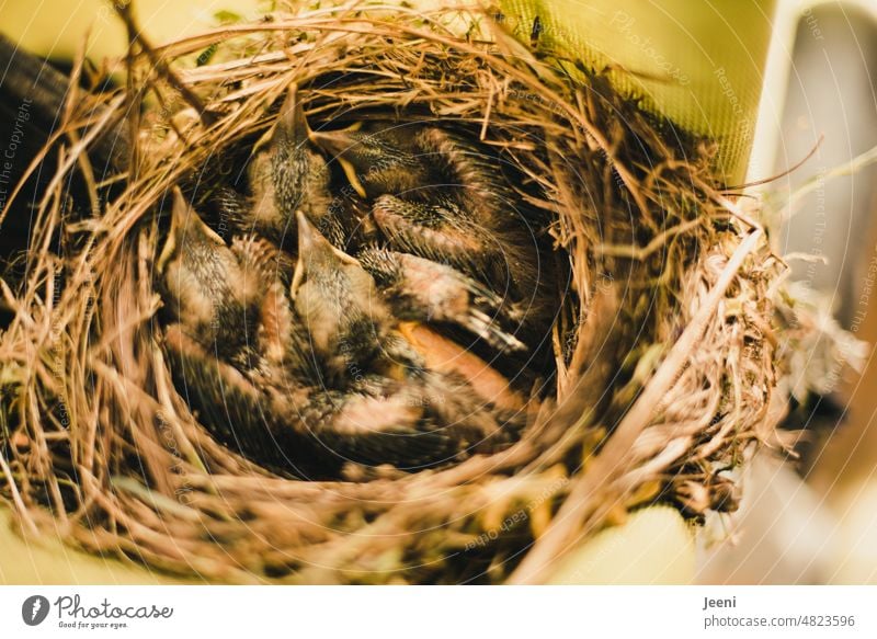 Vier geschlüpfte Amseln Küken Vögel Vogel Tier Kinder Baby Natur Schnabel niedlich klein Nest Tierjunges Nestbau Familie Familienglück Umwelt natürlich behüten