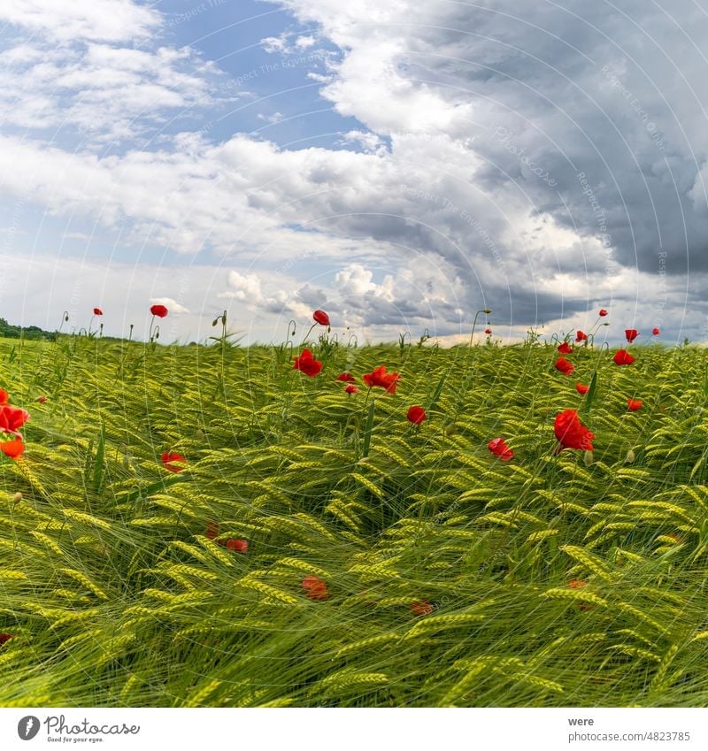 rote Mohnblüten auf einem unreifen Getreidefeld unter einem bewölkten Himmel mit Gewitterstimmung blüht Regenschauer Atmosphäre Klimawandel Wolken