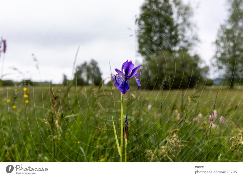 Blaue Sibirische Schwertlilie auf den geschützten Streuwiesen am Südufer des Ammersees in Bayern blüht Sibirische Flagge Überstrahlung blau Textfreiraum Blumen