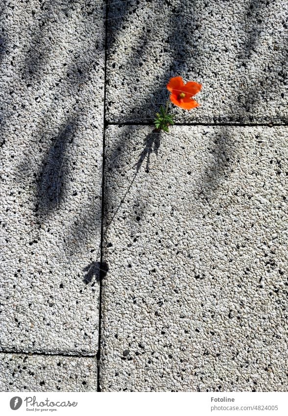 Mit aller Kraft quetschte sich die kleine Mohnblume durch die Ritzen zwischen den Gehwegplatten und wirft im Sonnenlicht einen langen Schatten. Mohnblüte Blume