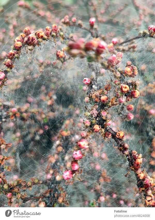 Ein Busch mit feinen Blüten, der von irgendwelchen Raupen völlig eingesponnen wurde. Strauch blühen Frühling Pflanze Nahaufnahme Farbfoto Außenaufnahme rosa