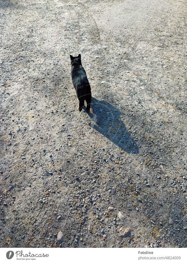 Langsam schlendert eine schwarze Katze von links nach rechts vor mir über die Straße und wirft einen langen Schatten. Bringt das jetzt Pech? "Von links nach rechts bringts schlecht"s"