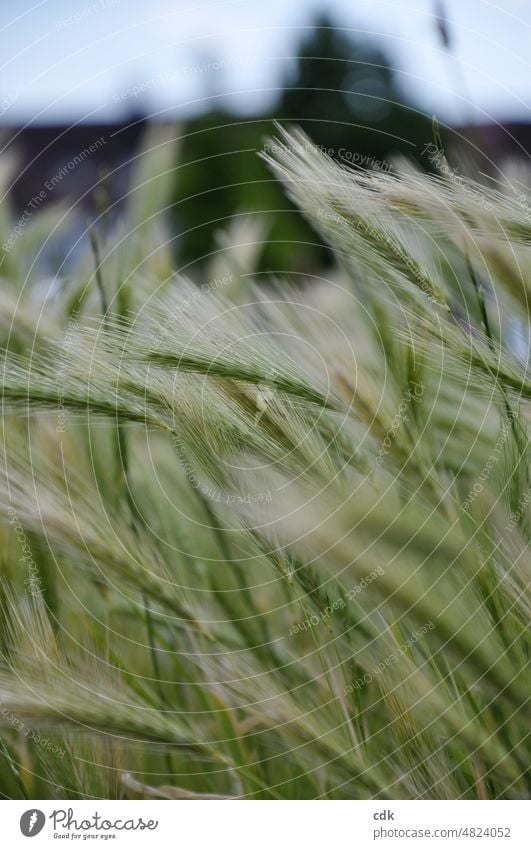Getreidehalme im Wind | grün-beige | Brachflächen & Stadtkulisse Bewegung Unschärfe Schärfe unreif im Wachstum wachsen entwickeln reifen gedeihen Ernährung