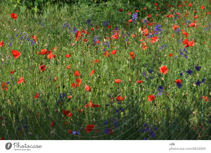 Sommerwiese | aufblühen | roter Klatschmohn im Sonnenlicht. Wiese blau violett farbig bunt kräftig schön frisch vergänglich Momentaufnahme Schönheit wild