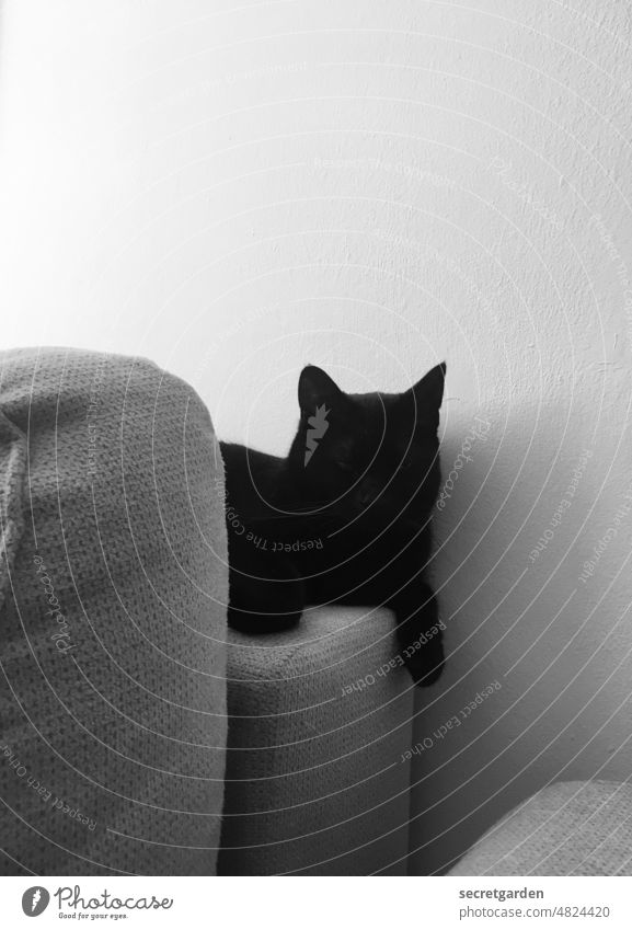 Black Beauty Katze schwarz Schwarzweißfoto Sofa verstecken verkriechen liegen entspannen relaxen fläzen lustig Couch schlafen Menschenleer Erholung Tier