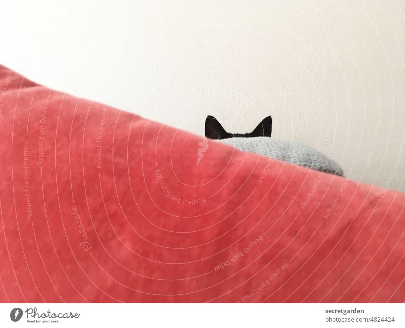 Suchbild Katze Sofa verstecken Versteck rot grau weiss schwarz Kater Haustier minimalistisch Ohren frech niedlich weiß kuschlig beobachten Hauskatze Material