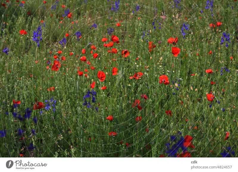 Blumenwiese | grün-rot-blau | Klatschmohn in voller Blüte. Sommerwiese blühen aufblühen lila bunt farbig Blüten Jahreszeit Schönheit zart frisch schön filigran