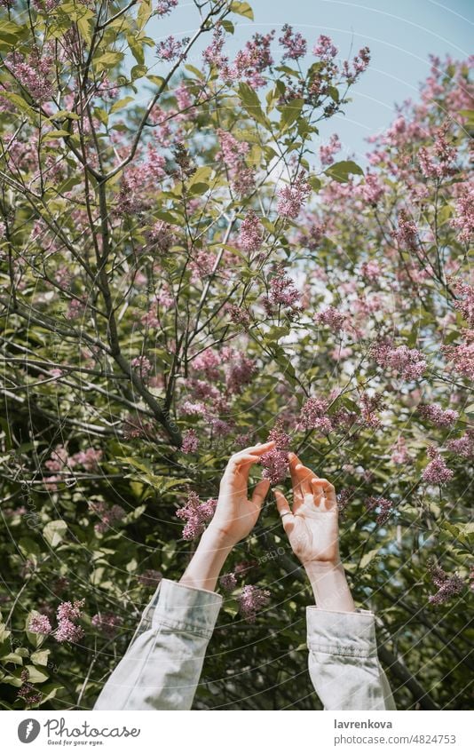Weibliche Hände erhoben vor einem blühenden Baum Frau Mädchen Blumen Wald Natur im Freien Überstrahlung Erholung Wälder außerhalb in der Luft Jeansstoff Waffen