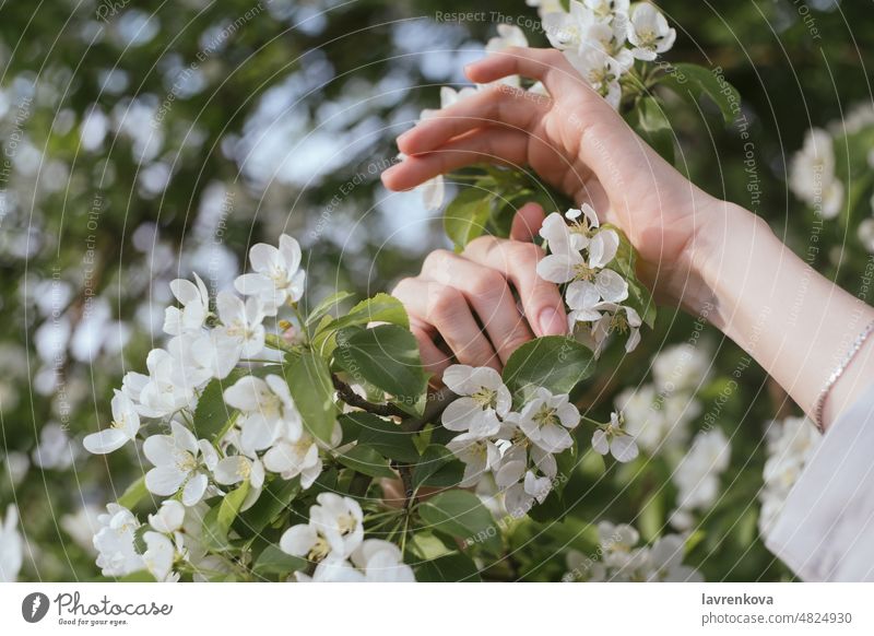 Weibliche Hände erhoben vor einem blühenden Baum natürlich Blütenblatt Kirsche Pflanze Waffen Überstrahlung Bokeh farbenfroh Umwelt Frau Blumen Wald Mädchen