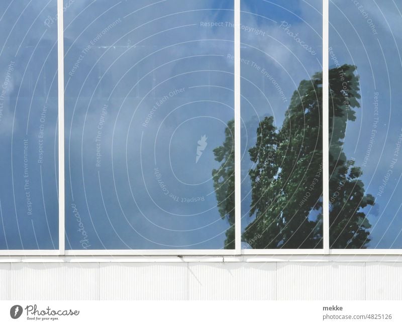 geteilter Baum im Fensterrahmen verspiegelt Reflexion & Spiegelung Himmel Glas Haus Wolken Fassade modern Gebäude Stadt Glasfassade Segmente Scheiben Pappel