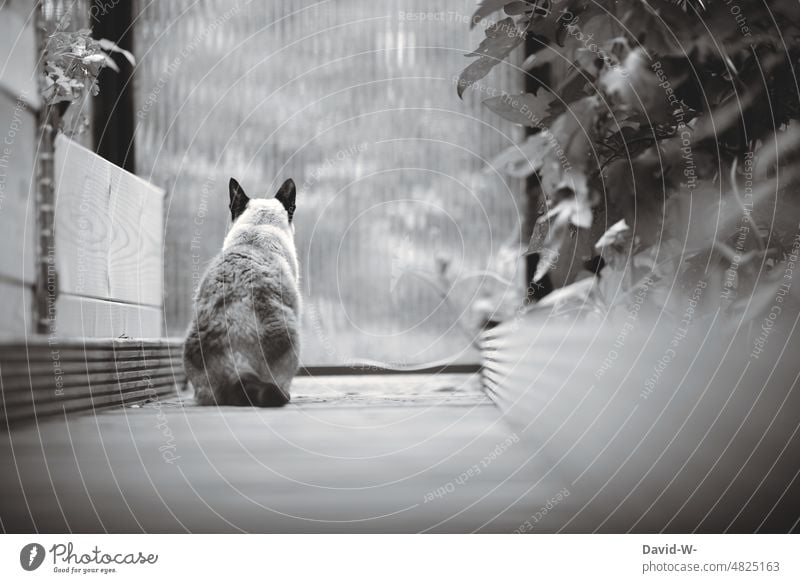 farblos - Katze von hinten betrachtet Rückansicht Ruhe aufmerksam Siamkatze Schwarzweißfoto Pflanzen Gewächshaus