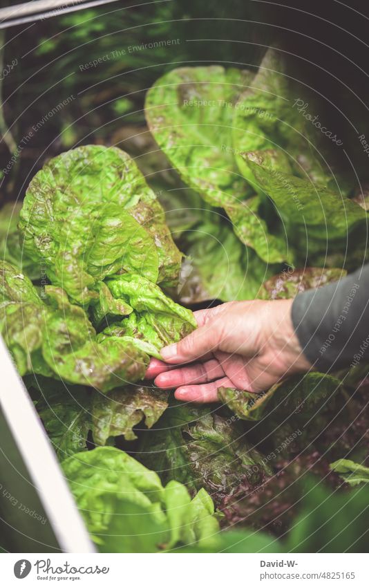 Salat ernten Gemüse hobbygärtner gesund selbstversorger pflücken Bioprodukte Garten Gesunde Ernährung grün Hand Frau Ernte