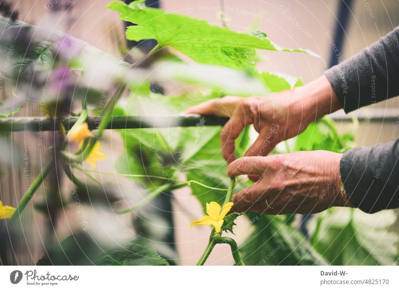 Frau bindet Zucchinipflanzen im Gewächshaus an Gemüse gärtnern Hände selbstversorgung Garten bewusst gesund Pflanzen anpflanzen Gartenarbeit Bioprodukte