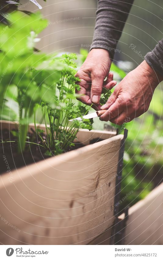 Selsbtversorger scheidet Petersilie aus einem Hochbet im Garten selbstversorger hochbeet Gemüse gesund bewußt abschneiden ernten Hände Gärtner Vitamine