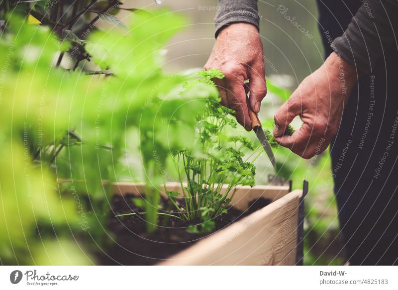 ernten - Selbstversorger schneidet Pertersilie aus dem Hochbett - im Gewächshaus des Gartens Gemüse hochbeet abschneiden Hände Gärtner anbauen selbstversorger