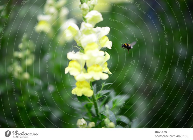 Hummel auf dem Weg zur Blume Insekten Natur Blüte Umwelt Sommer nützlich Naturerlebnis Naturschutz gelb fliegen sammeln Nektar