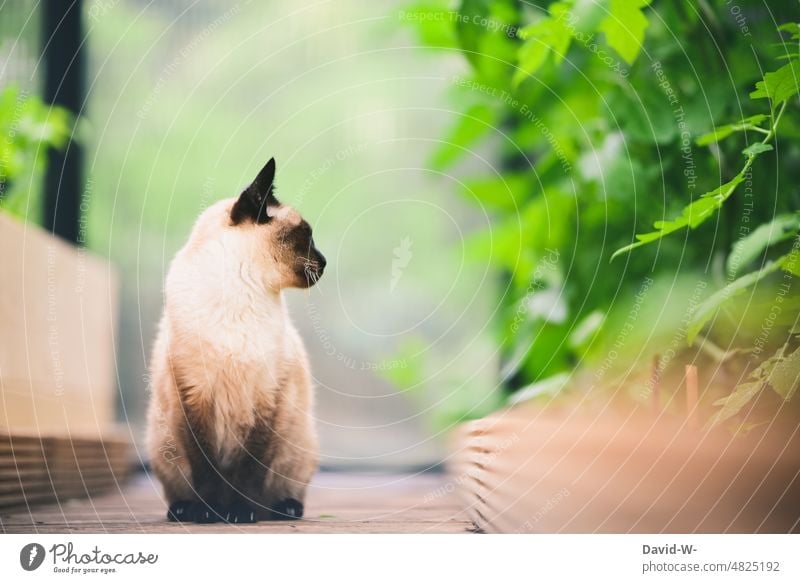 Siamkatze im grünen mit Blick zur Seite Katze beobachten elegant sanft Schönheit Pflanzen majestätisch schön Gewächshaus Garten Natur Tier Haustiere