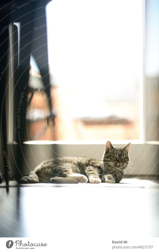 Katze im Sonnenlicht in der Wohnung Boden liegen beobachten Hauskatze Haustier Tier zu hause