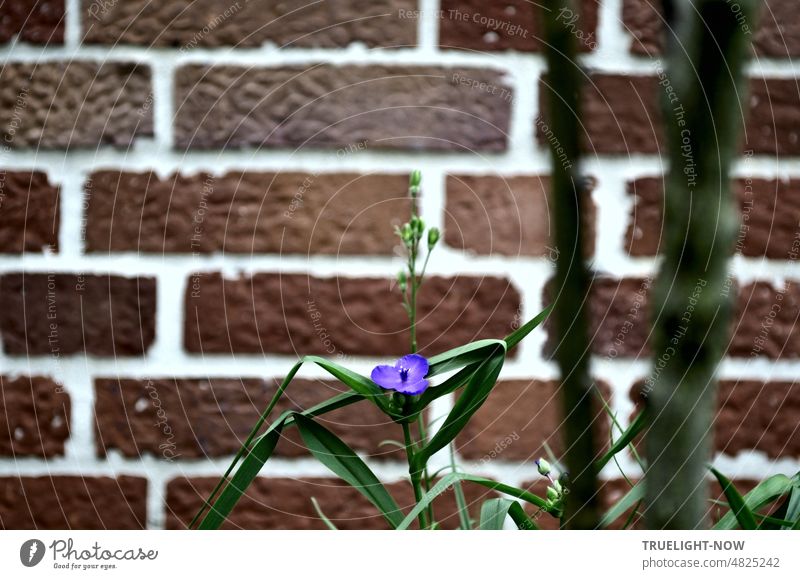 Mauerblümchen. Kleine lila  Blume mit grünen Blättern und Knospen vor Mauer im Backstein Design. Dreimasterblume Blüte Pflanze Natur allein einsam Ziegelwand