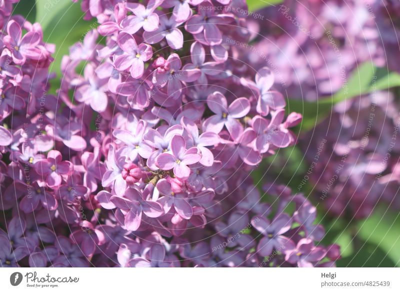 Nahaufnahme von violetten Fliederblüten Frühling blühen Natur Blüte lila Pflanze natürlich Schwache Tiefenschärfe Mai Fliederbusch Detailaufnahme grün