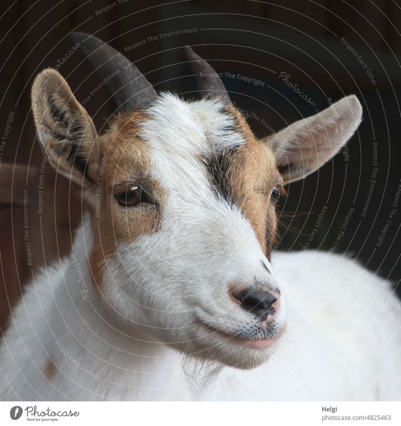 Porträt einer jungen Ziege Tier Säugetier Tierporträt Nutztier niedlich Außenaufnahme Tierjunges Haustier Menschenleer Tiergesicht Neugier Blick Fell weiß braun