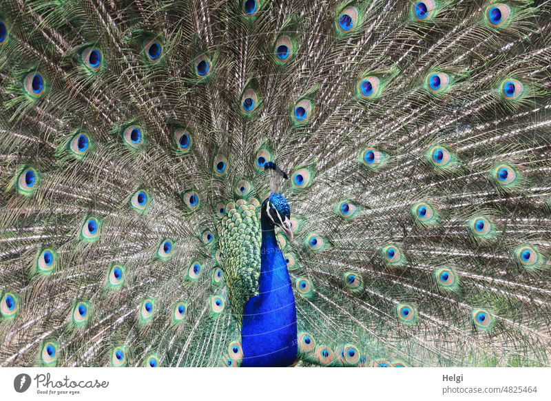 Meisterwerk der Schöpfung - Pfau mit ausgebreitetem Prachtgefieder | filigran Tier Vogel Tierporträt Federschmuck Pfauenfeder mehrfarbig gefiedert schillernd